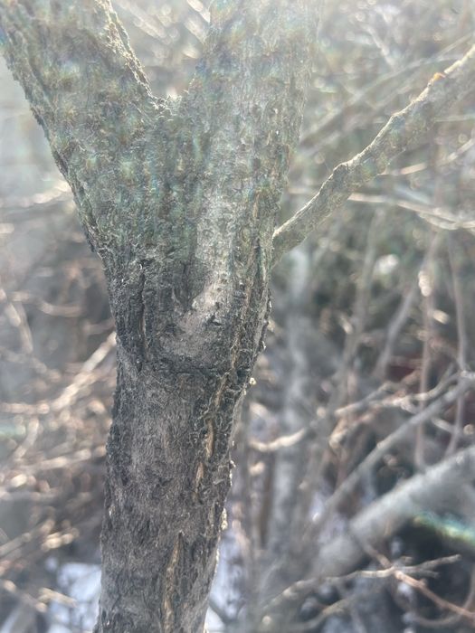 Бесплатно отдам дрова , дерево (урюк)