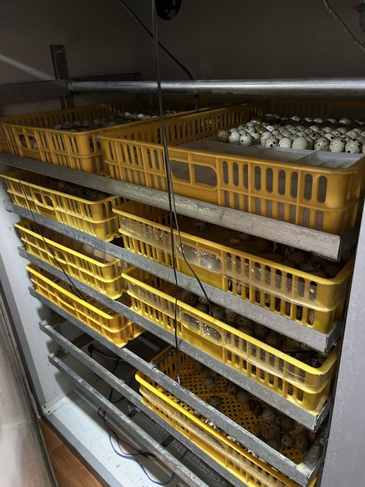 Яйца перепелки для инкубации