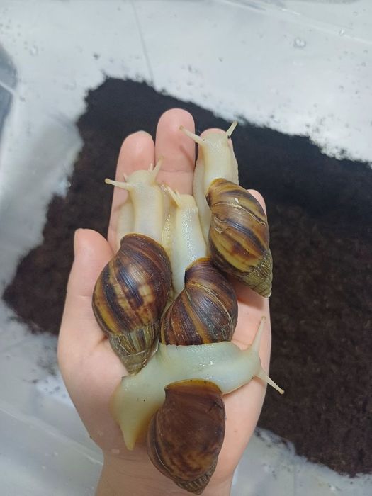 Косметические улитки Ахатина (2-3-4-6 см)