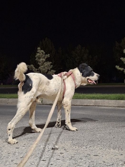 Алабаи 1 Жасар Келістірып Беріп жберемін