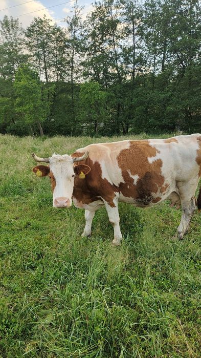 Vaca baltata românească