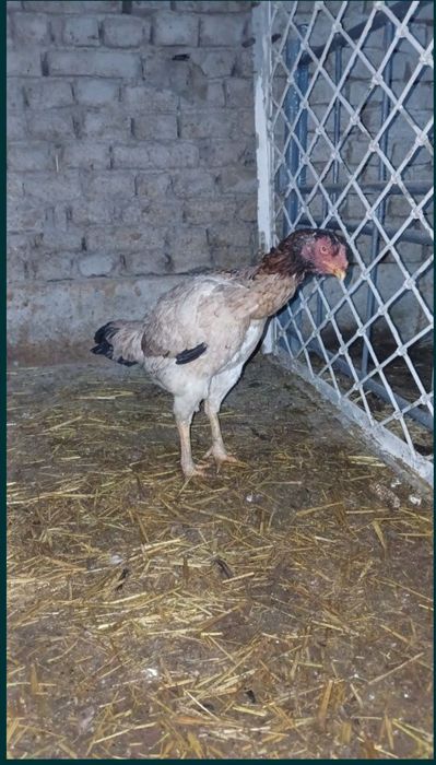 Dakang makyon sotiladi