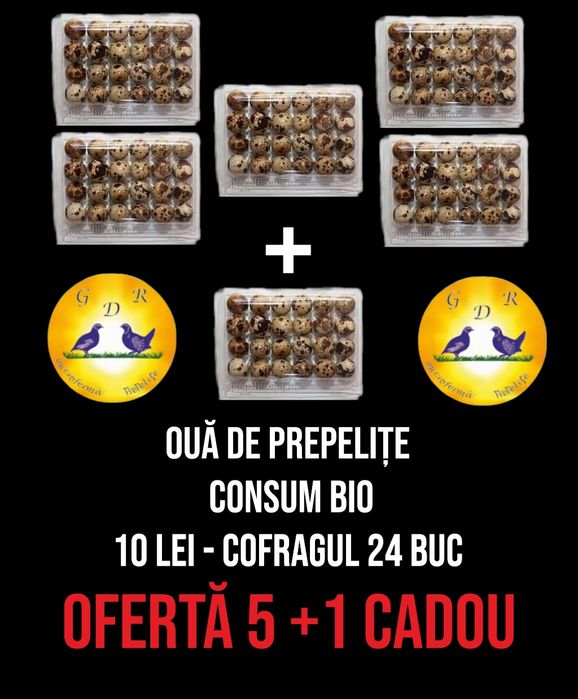 Prepelițe si oua incubat / consum bio