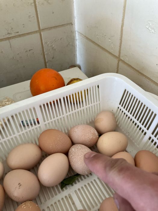 10000 som Tuxumlar sotiladi Qora Shaxzoda Gigant asl zoti