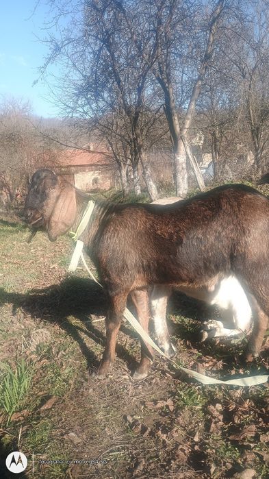 Vând capre  in Caraș Severin  Capre de vânzare mont