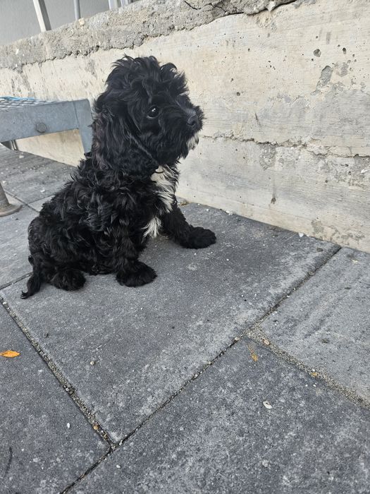 Cavapoo cavalier/pudel