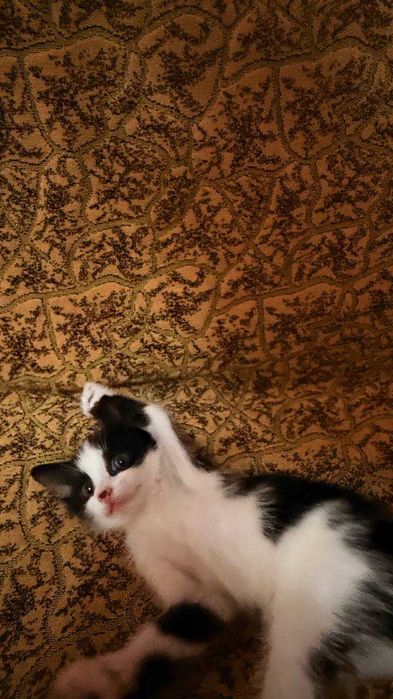 Отдам Котят даром