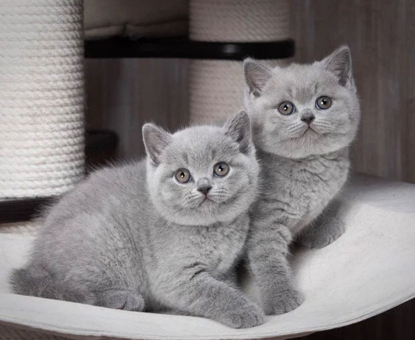 Продаются британские котята!