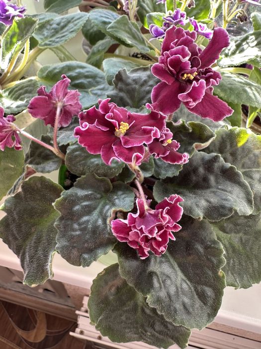 Продам красивые фиалки