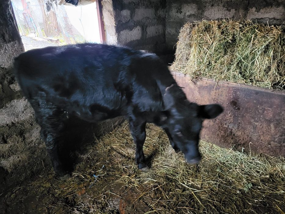 Vand Vițea de 4 luni.