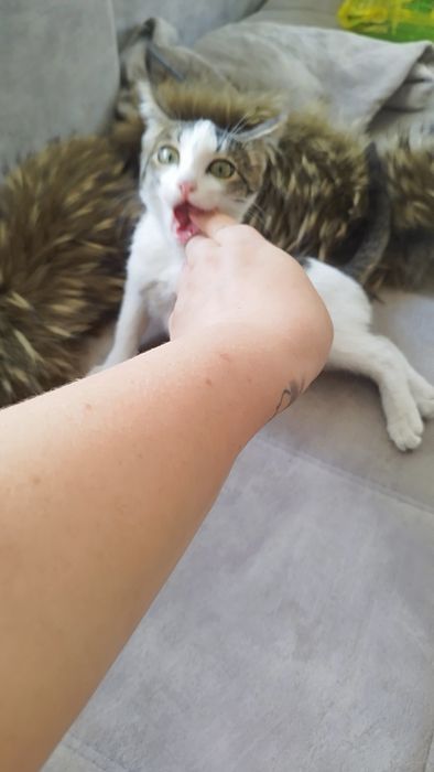 Отдается котенок