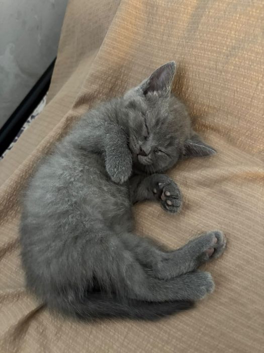 Котята британской породы