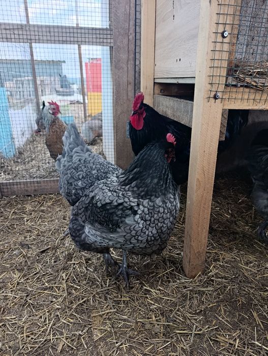 Ouă de incubat Australorp