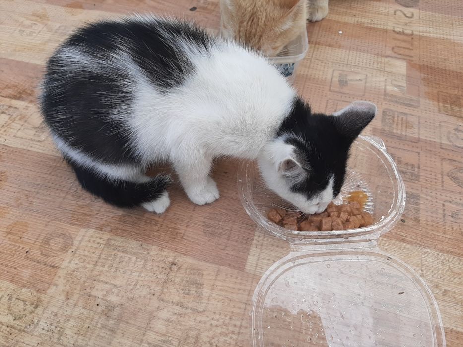 Отдам котенка бесплатно