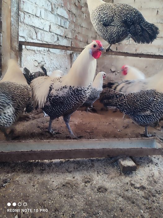 Разплодни яйца от Вествалска кокошка