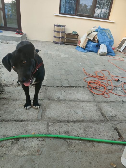 Donez catelusa jucausa