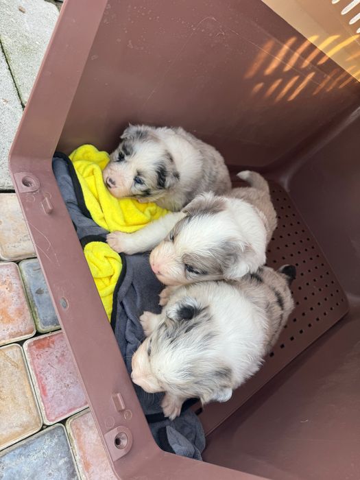 Бордер колли чистокровный щенок