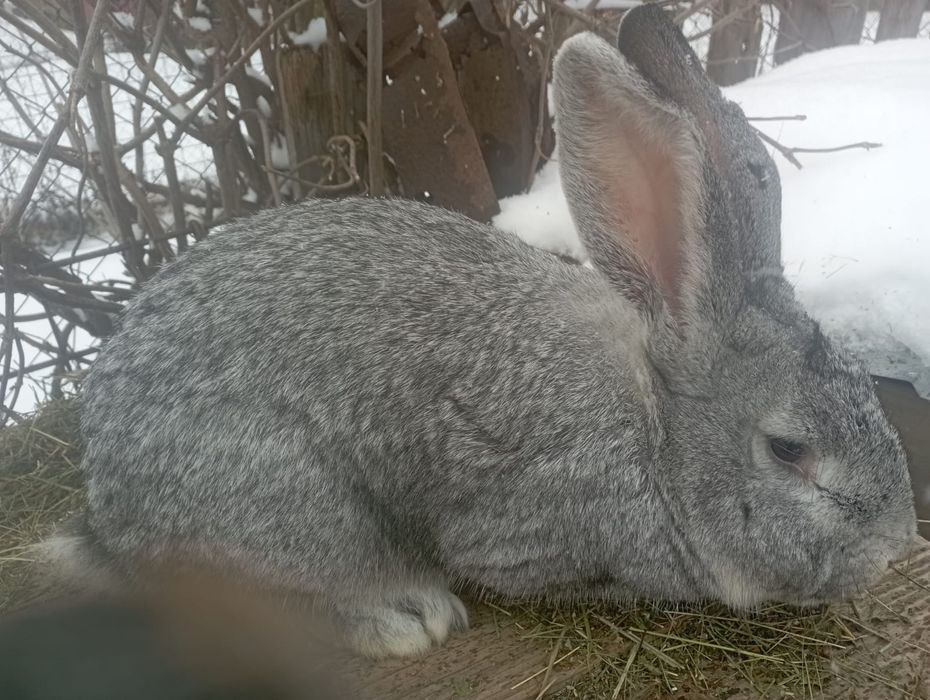 Vînd iepuri detali privat