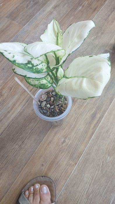 Филадендрлн Биркин