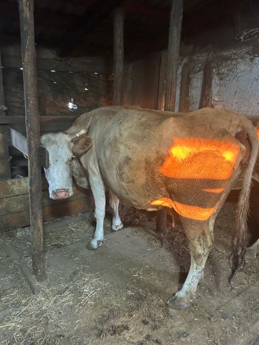 Срочно Продаются 2 коровы