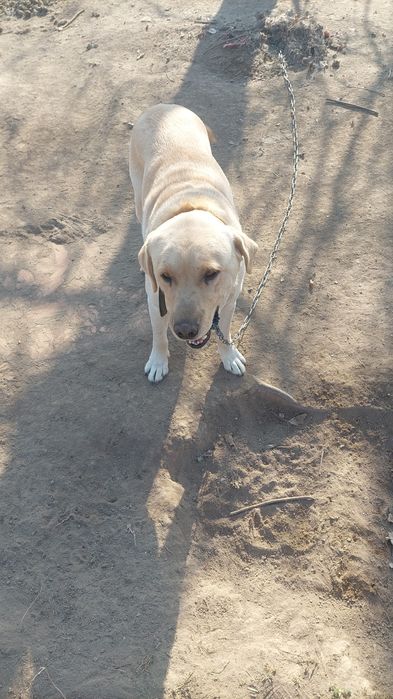 Лабрадор-спаниель