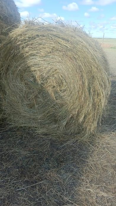 Продам сено.           .