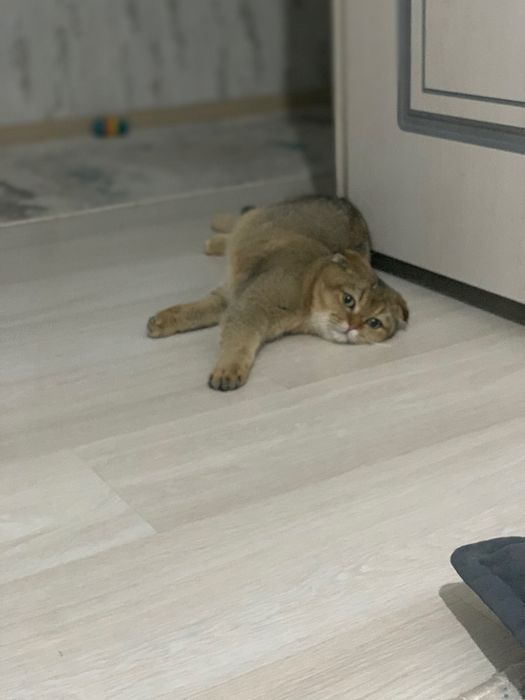Скотиш фолд (шотландский вислоухий)