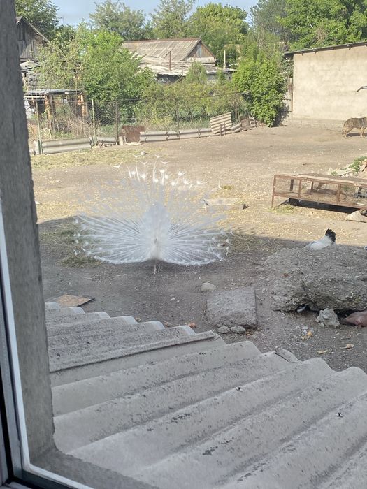 белые павлины самка и самец