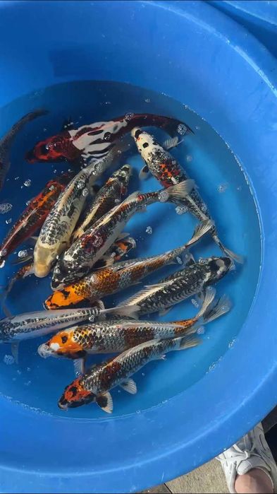 Коя декоративные рыбы Koya baliqla sotiladi