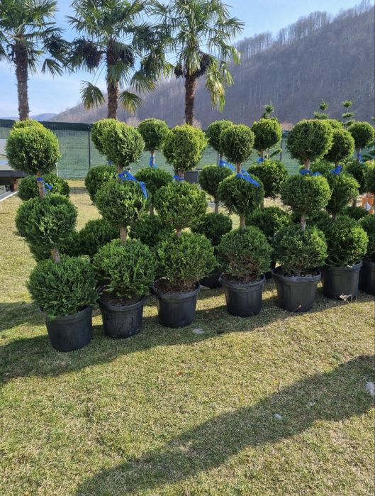 Plante ornamentale