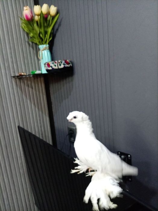 Oq dvuxchubila  sotiladi