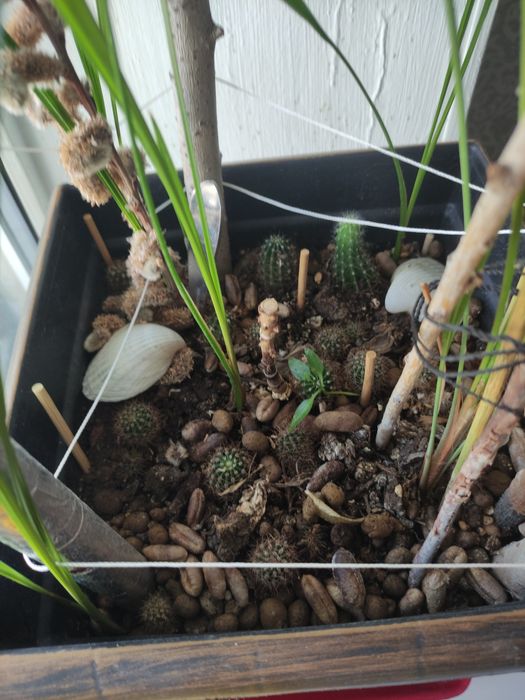 Финиковая пальма и кактусы