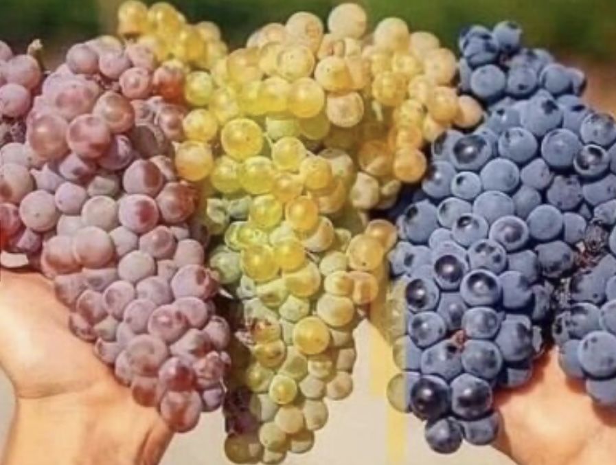 Грозде за Вино и Ракия