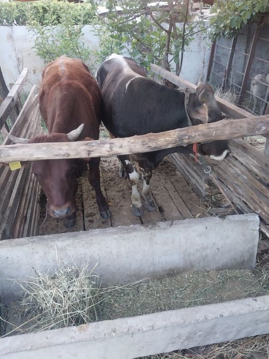 Продам бычков для откорма