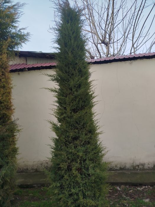 Archa 7 yillik yaxshi zor