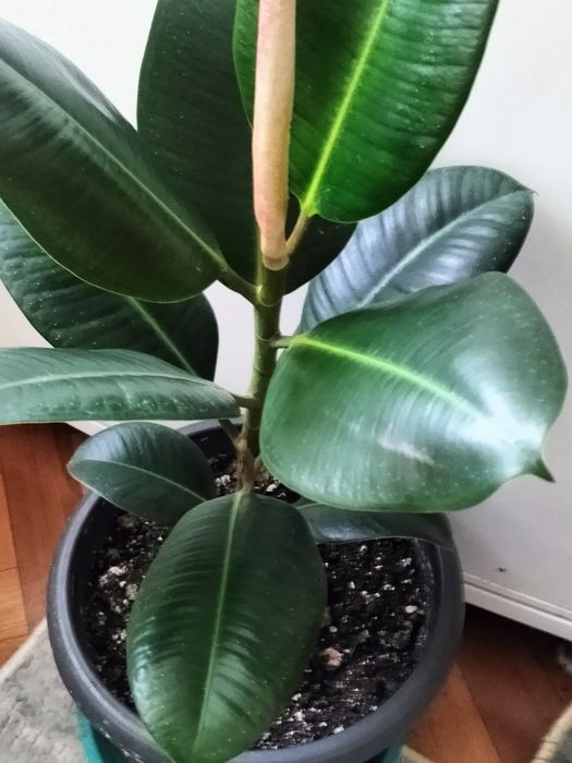 Фикус каучуковый