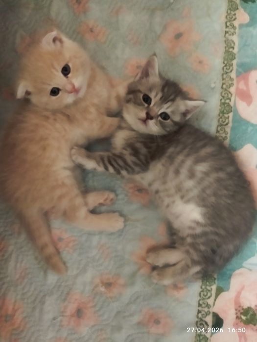 Продаются шотландские котята