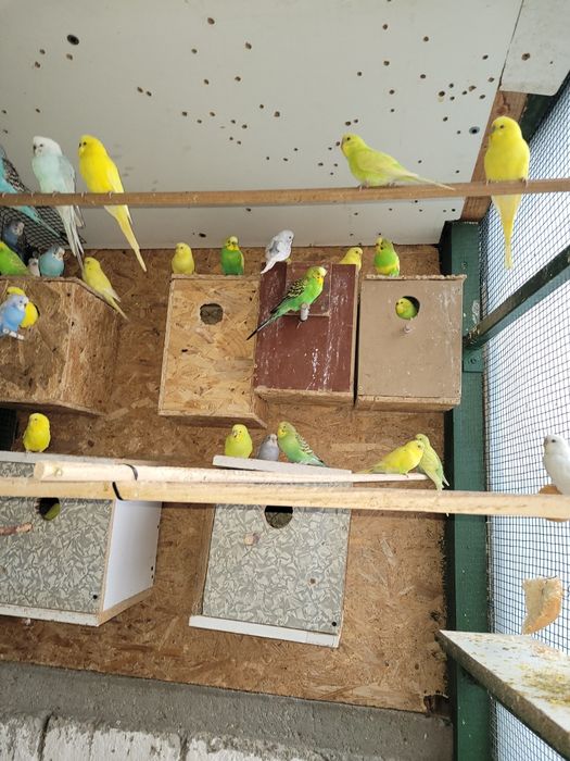 Papagali peruși diferite culori