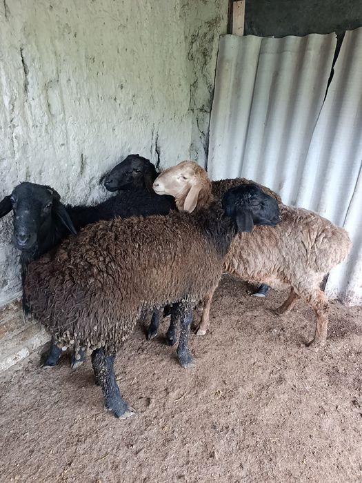 Кузи куйлар сотилади