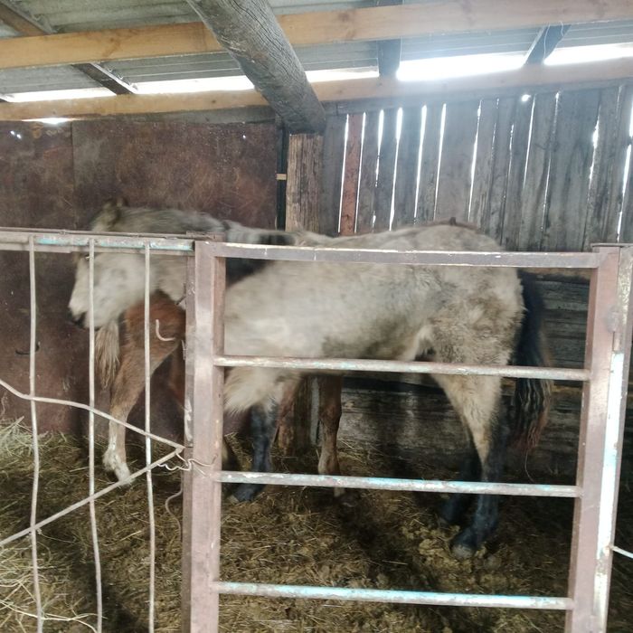 Прода Крупных , Рослых жеребят