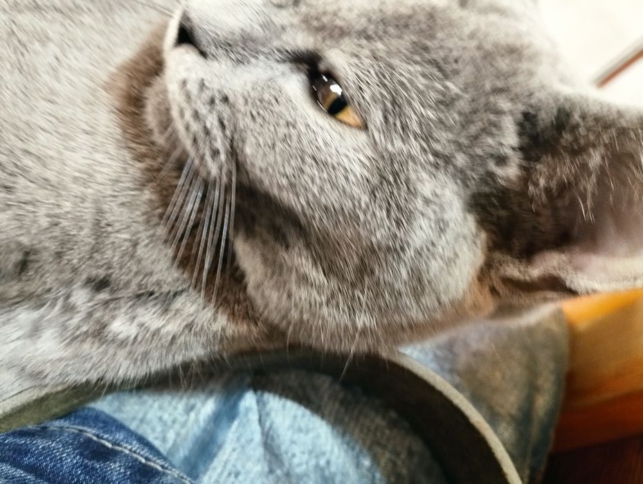 Zotli mushuk скоттиш страйт