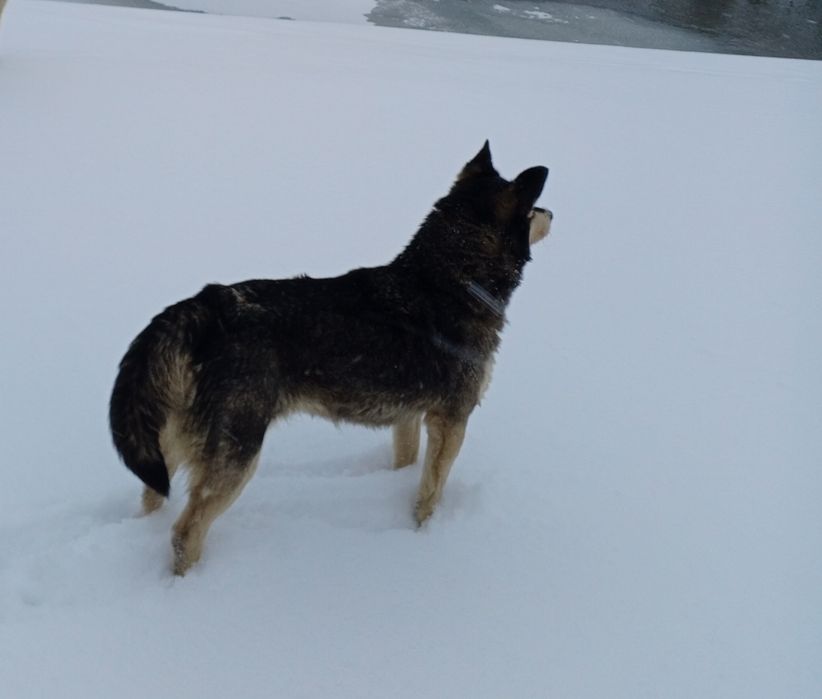 Помесь хаски Мия ищет дом