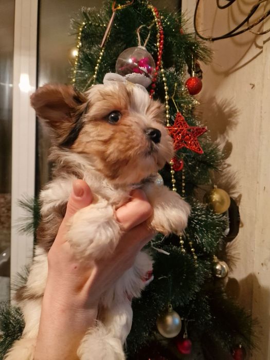 Мъжко Йорки бивър  супер подарък