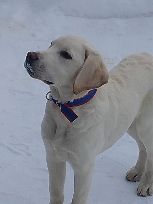 Наши Животные собаки