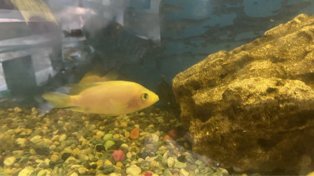 Ситрон Сихлазома