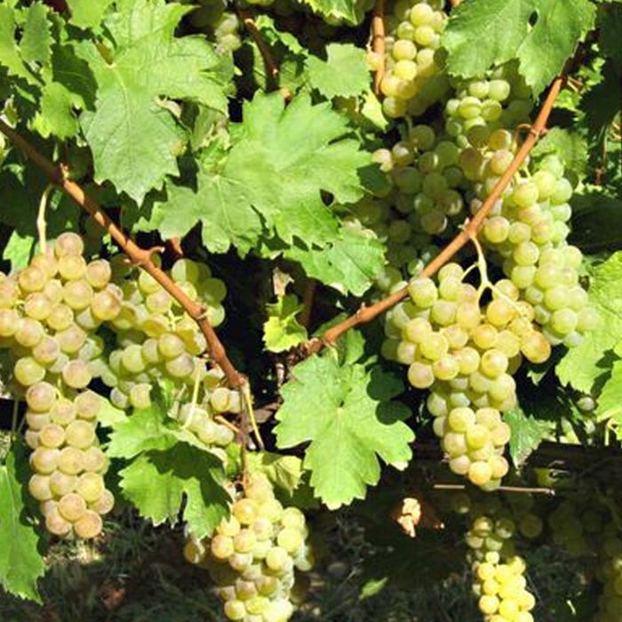 Vand butadi vita de vie