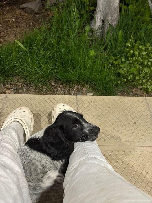 Пропал щенок спаниеля