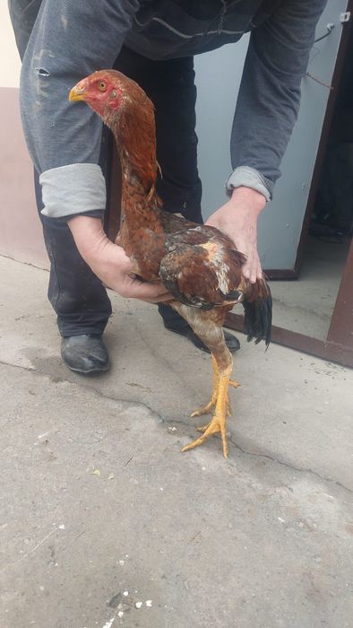 Шоже дакан кораздар