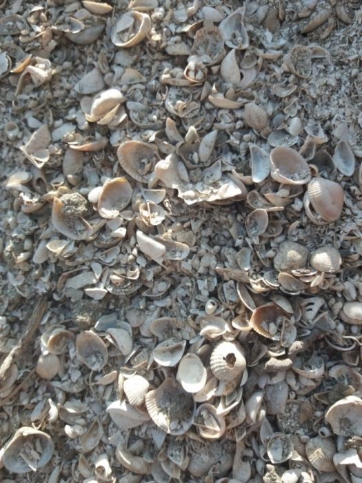 Ракушечник для птиц