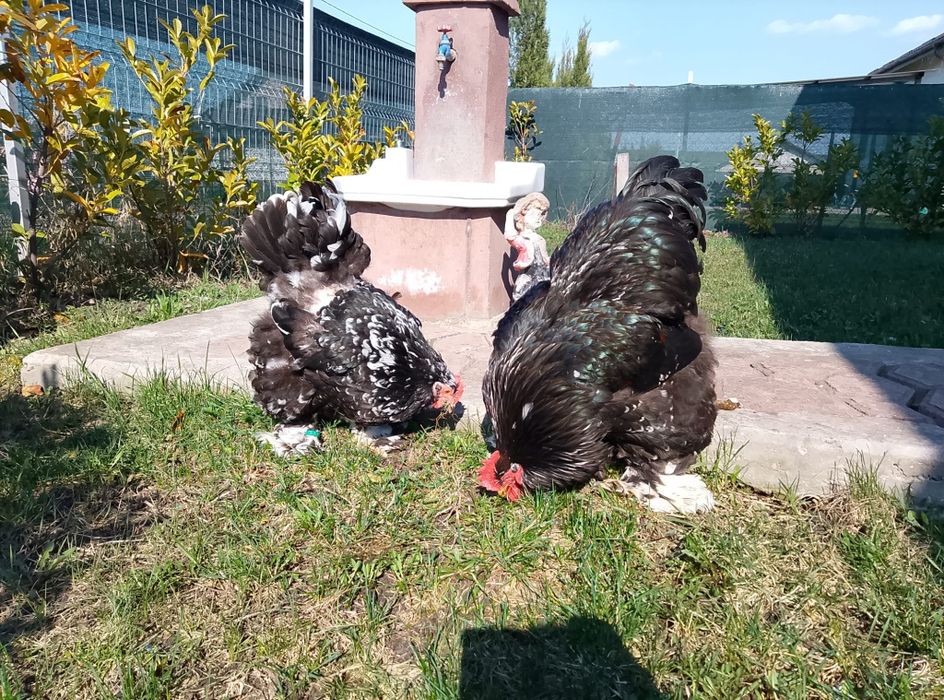 Pereche cochinchina negru bobat schimb cu porumbei  standard american sau king